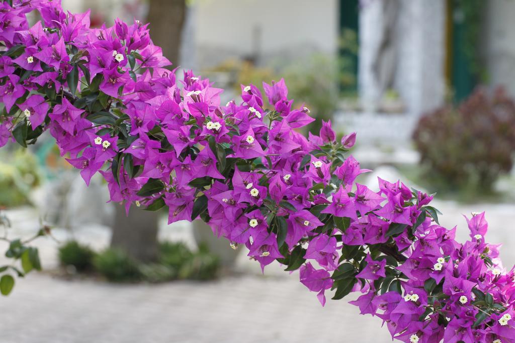Agriturismo Posta Pastorella Vieste Dış mekan fotoğraf